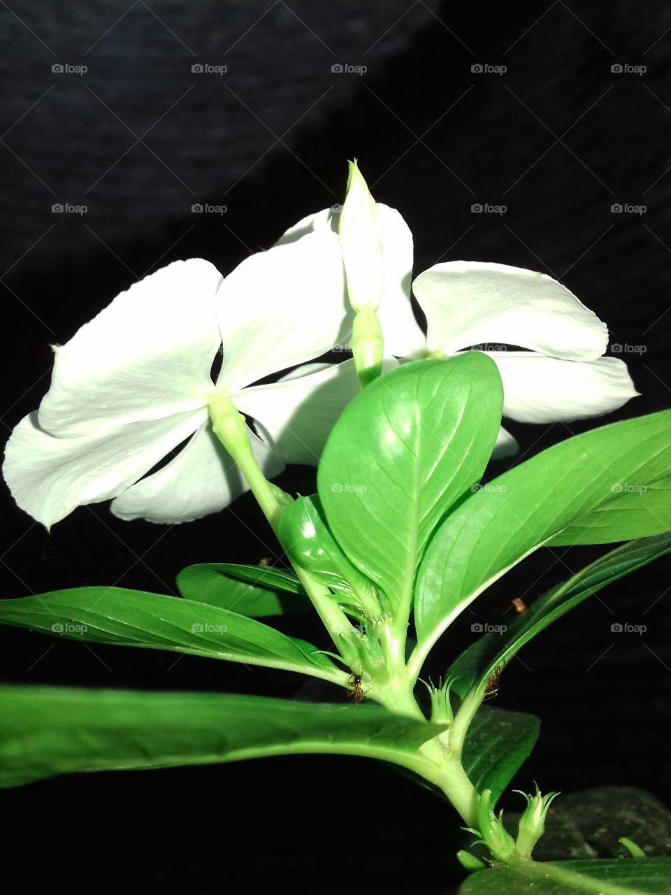 Green Leaves Fantastic White Flower Make Your Feelings As Good Thoughts Check The Flower On Two Ants