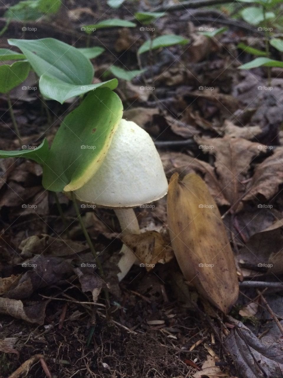 Baby mushroom