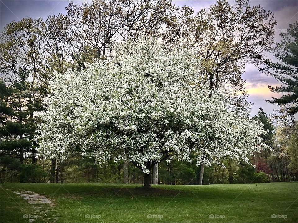 Vibrant beauty of a fully bloomed crabapple tree on a warm spring day in New England.