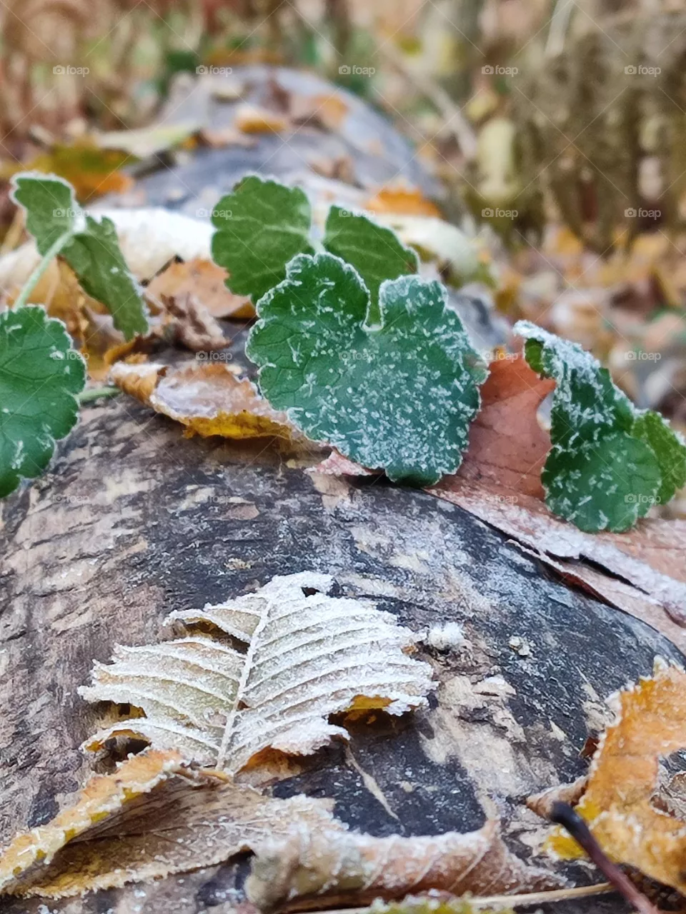 Wood, forest, nature