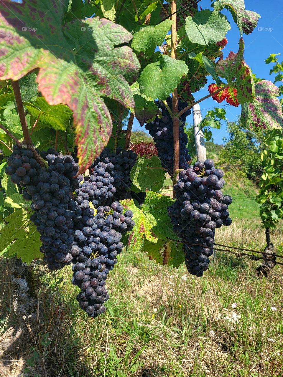 Numerous black grapes growing in leafy  vineyard in France.