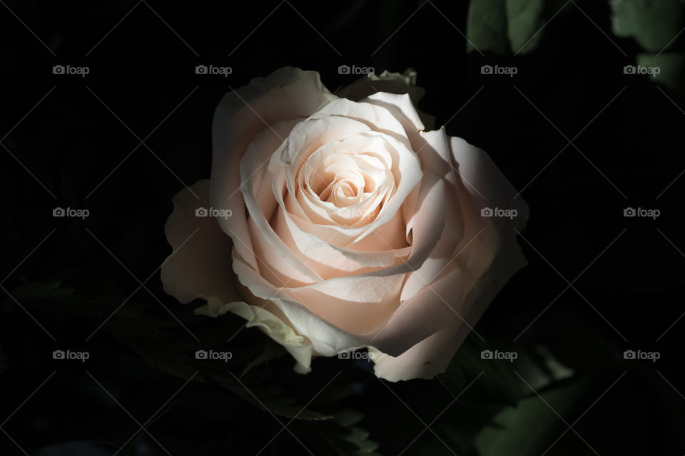 Natural sunlight shines on white rose 
