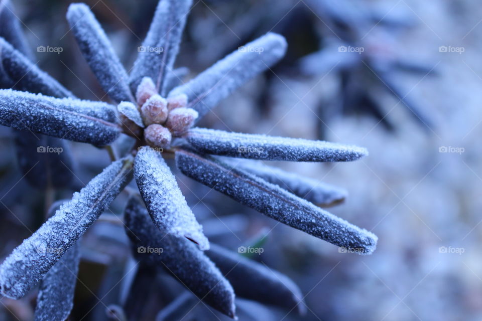 Close-up of frozen flower