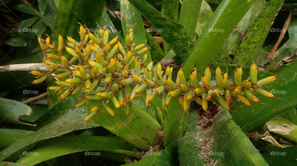 NATURE BOTANICAL PLANTS FLOWER GARDEN ENVIRONMENT