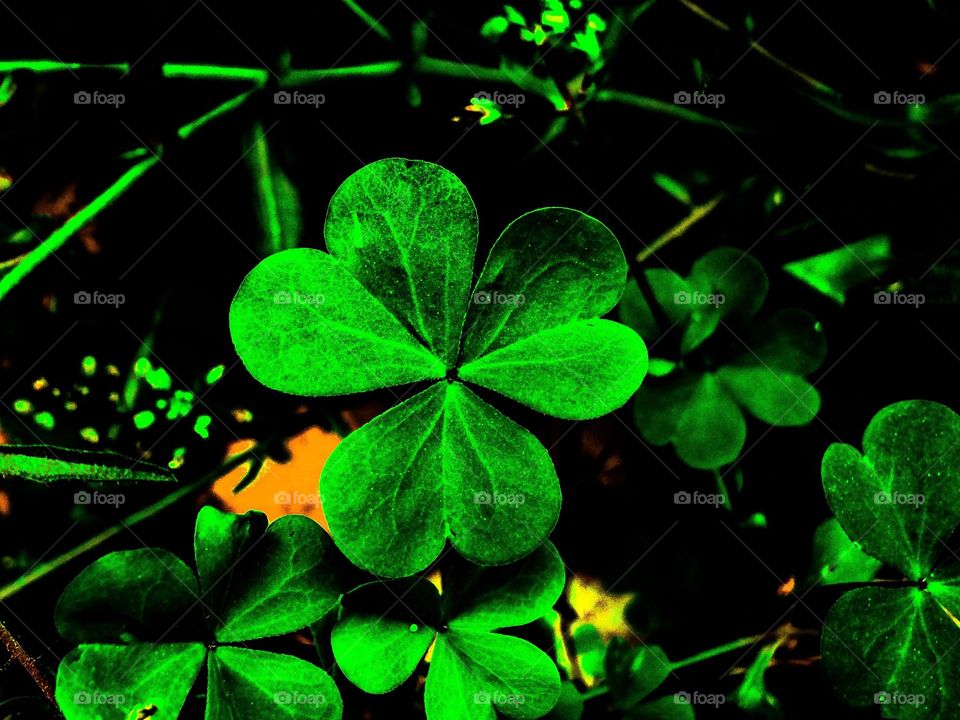 Clovers 