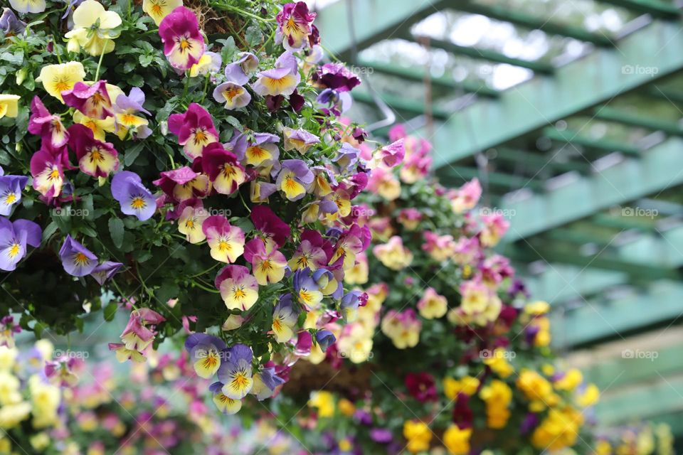  Petunias hanging on the ceiling 