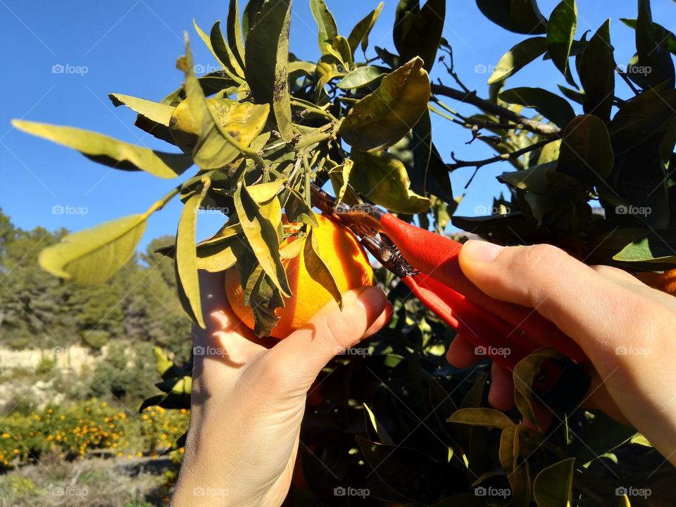 cutting an orange from a branch