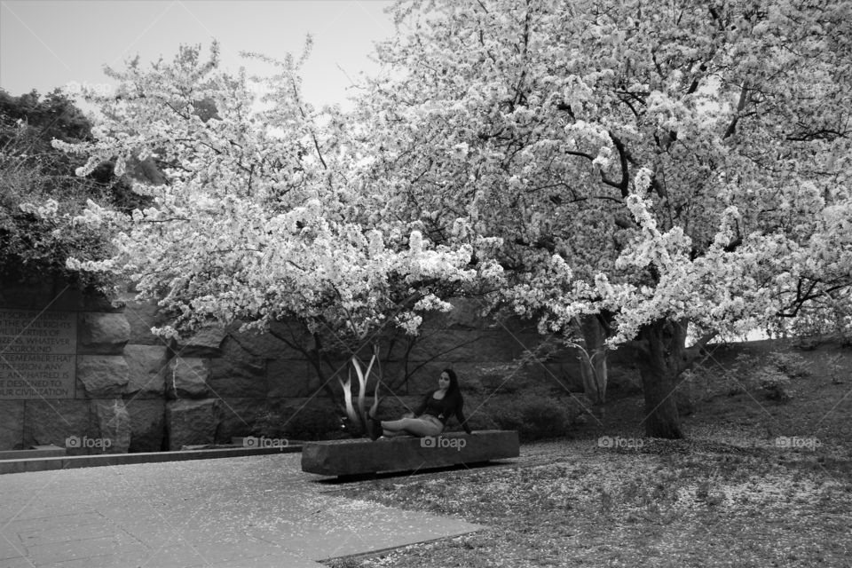 Woman under Cherry blossom trees