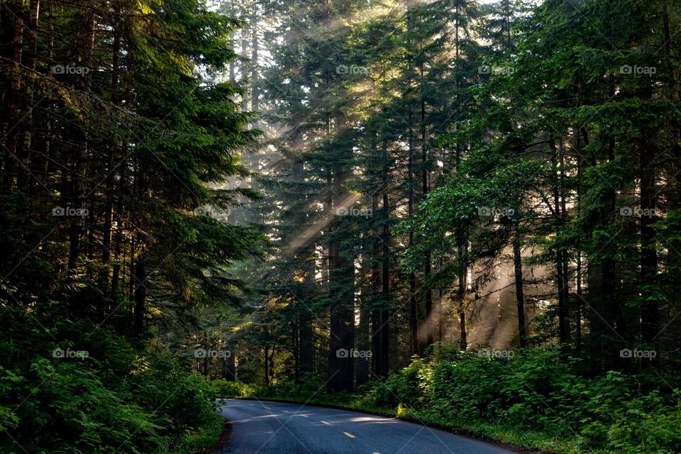 Beautiful forest with sun light scenery