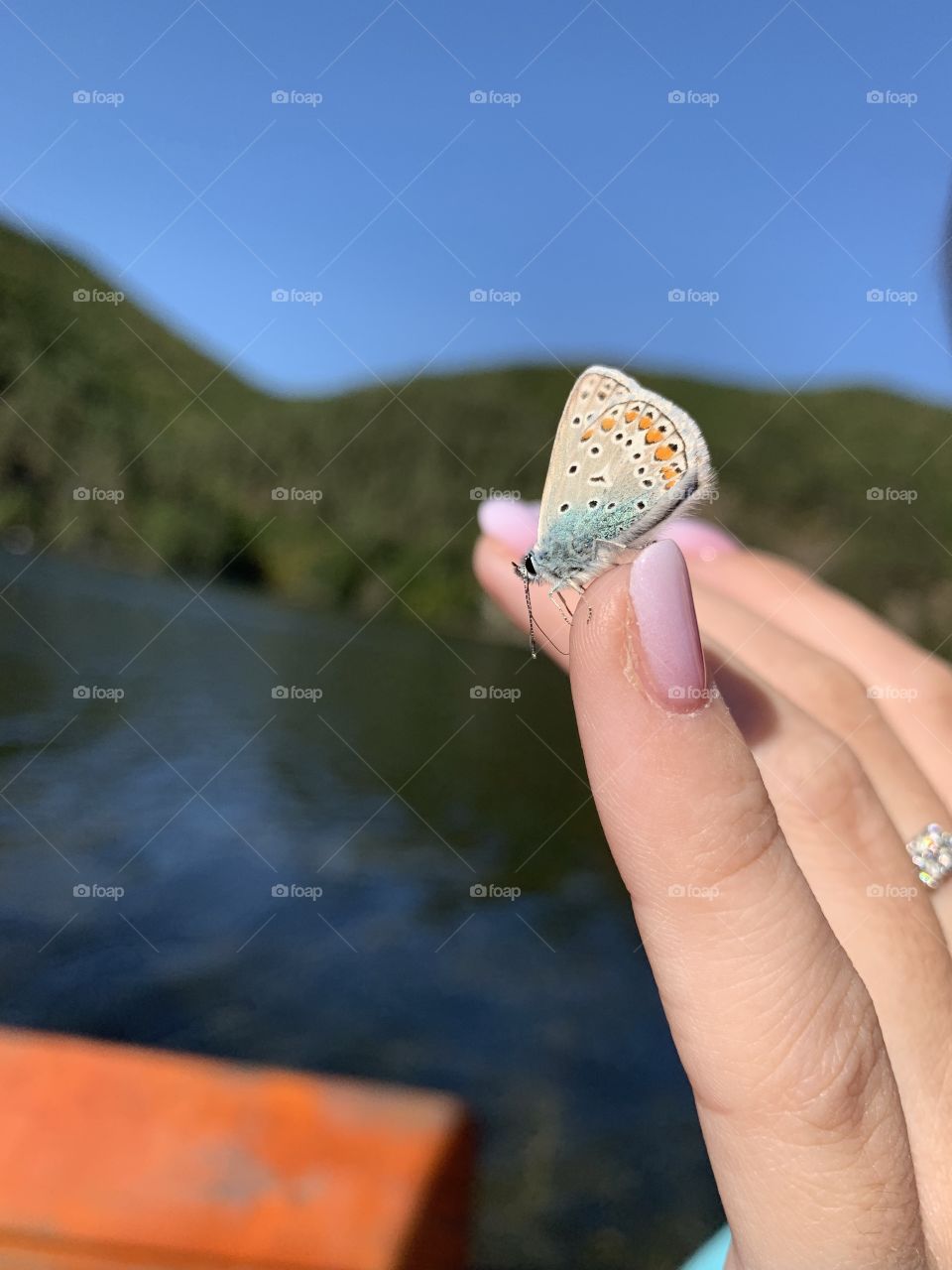 The butterfly effect 