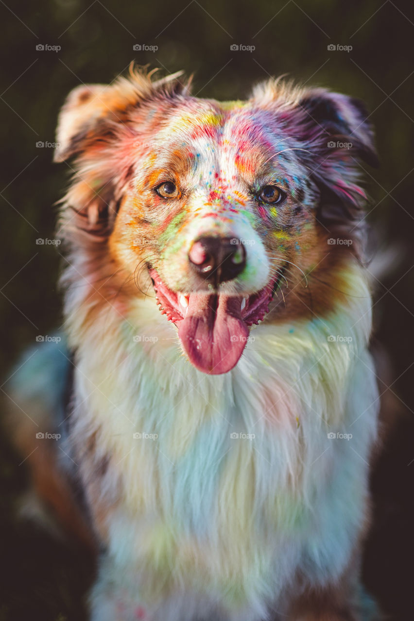 Rainbow dog 🌈