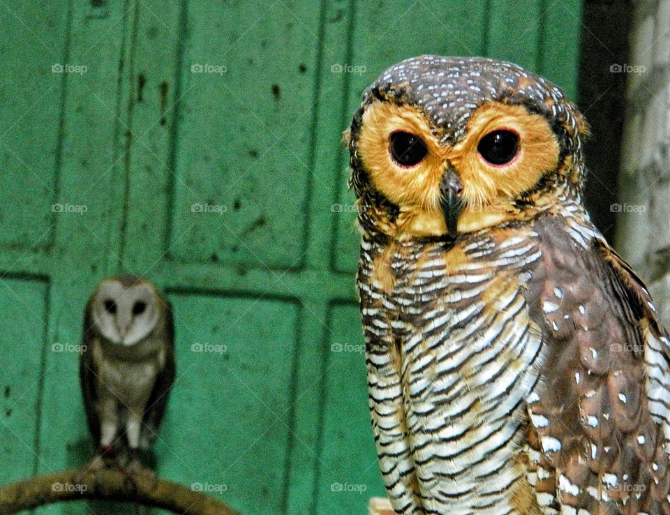 Strix Seloputo is one of several types of owls in Indonesia. photo taken at our community basecamp .