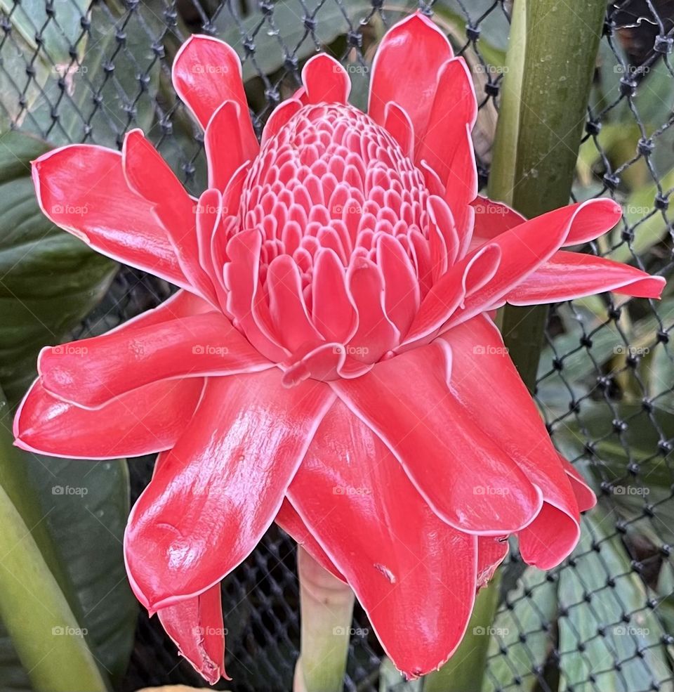Tropical flower