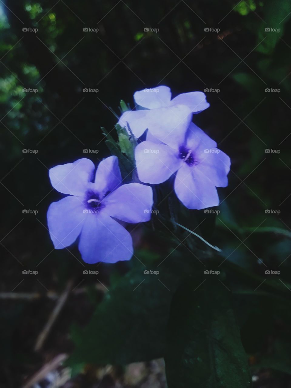 This beautiful flower grows wild in the garden.