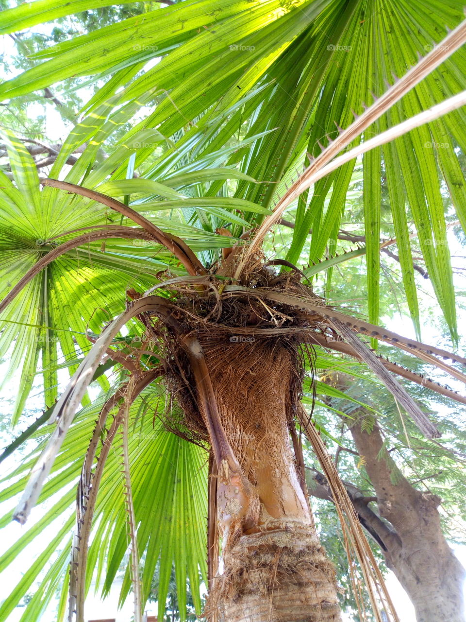 palm tree