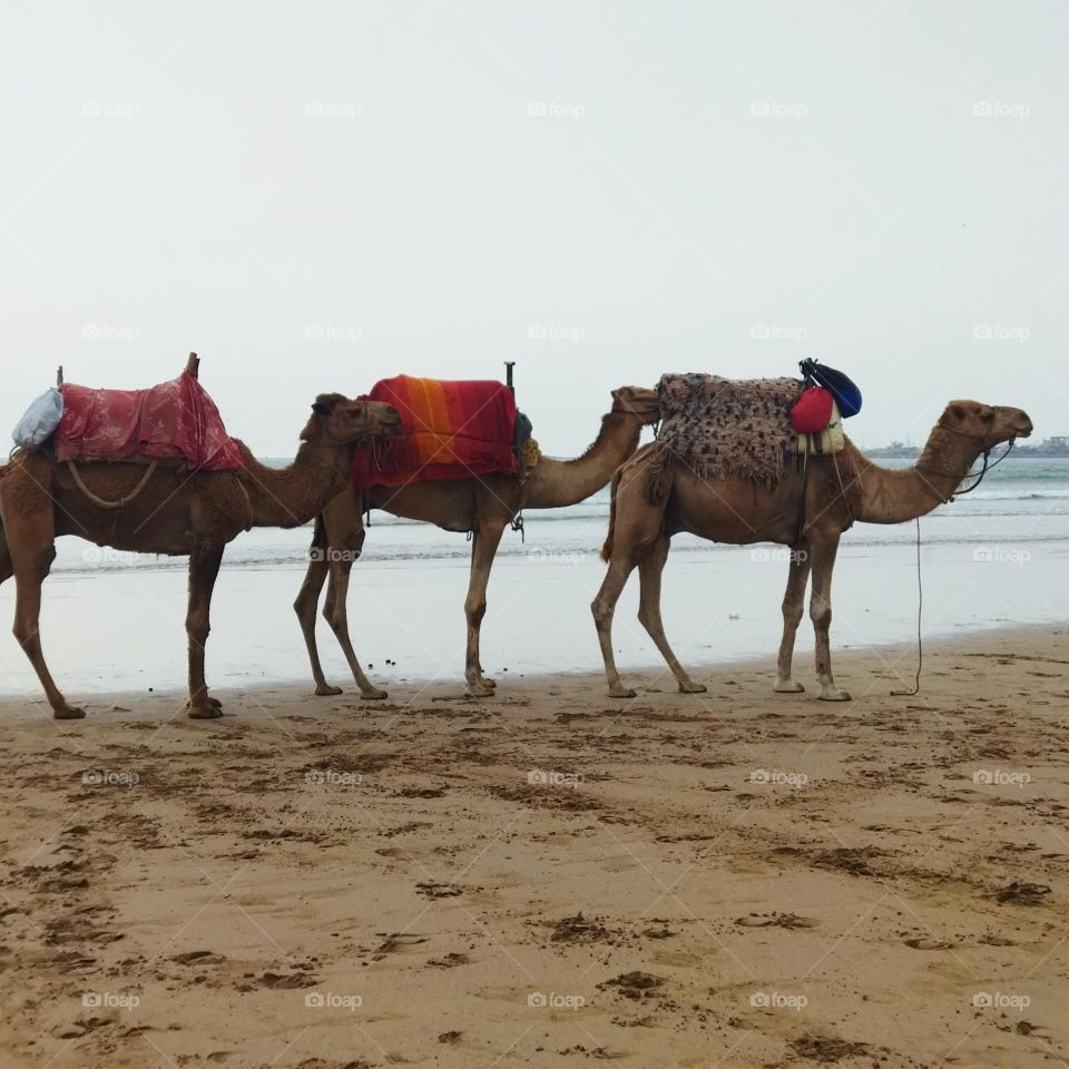 group of camels in a trip near the beach at essaouira city in Morocco.