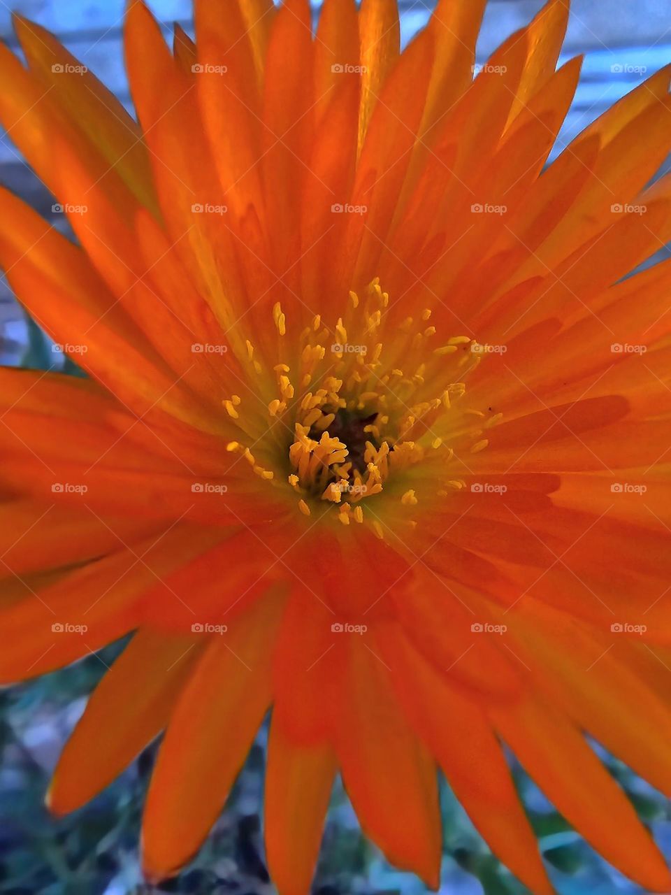 The close-up of a vibrant orange Trailing Ice plant, shows the beauty in detail of this small flower.