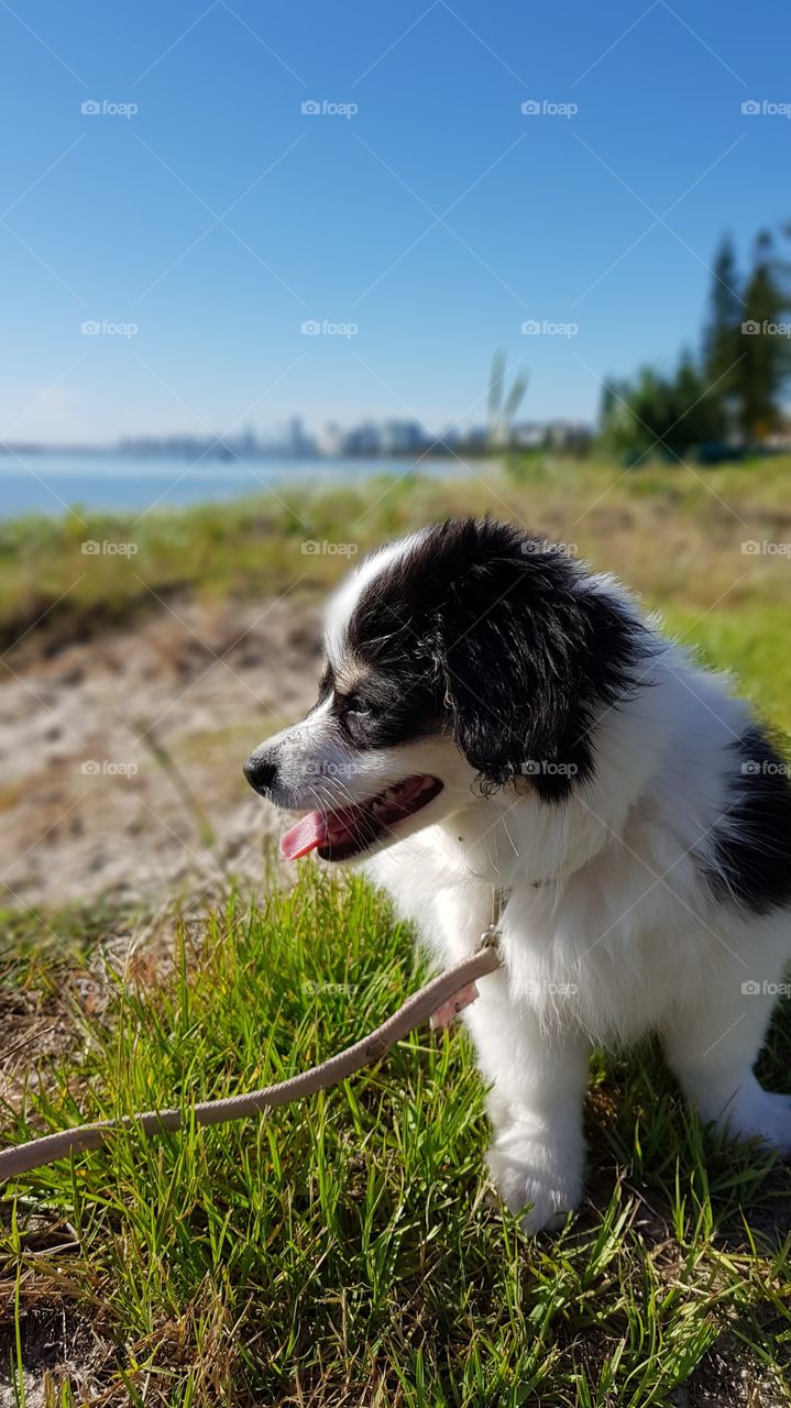 Happy Puppy after her walk