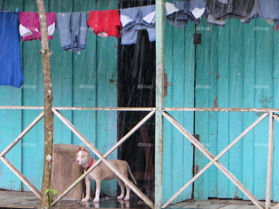 Dog standing at doorway