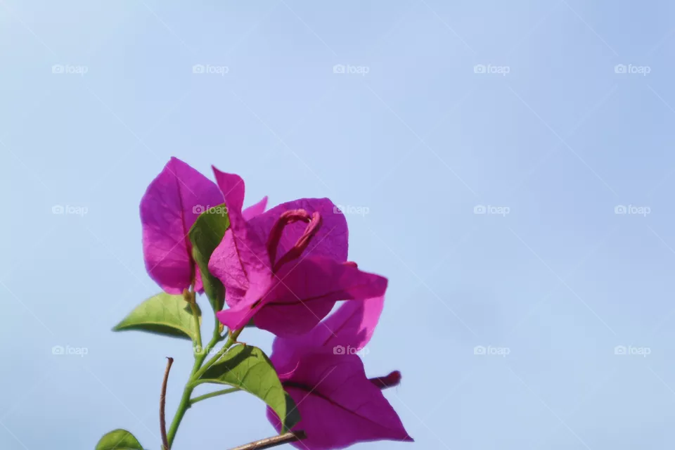 portrait of a flowers