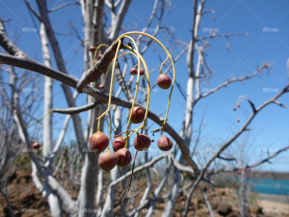 Berries