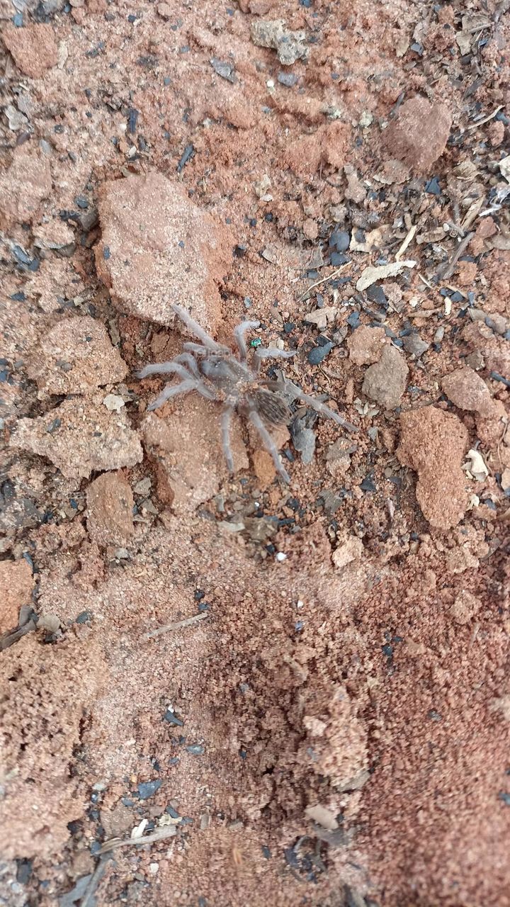 Spider found on land