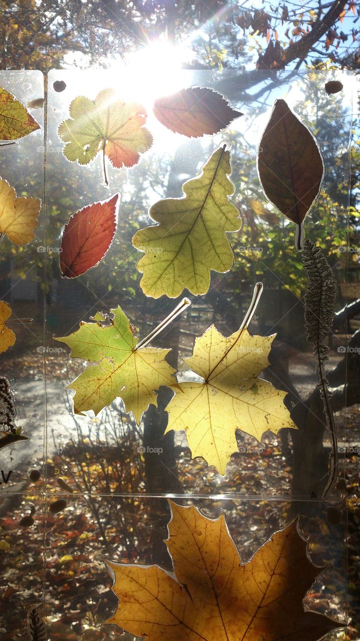 decorating the window with leafs