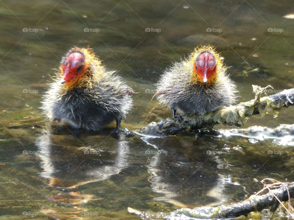 A family of young coots