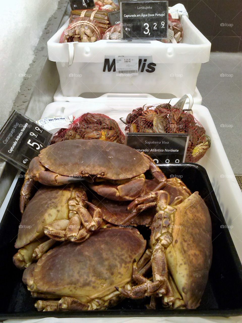 Crabs of the Atlantic