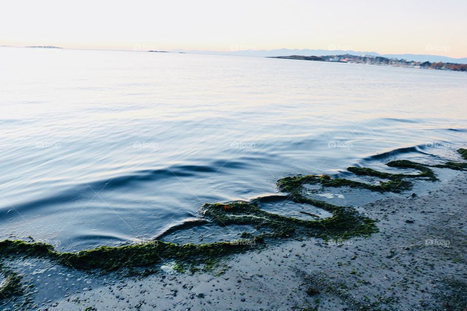 Seaweed washed out on the shore