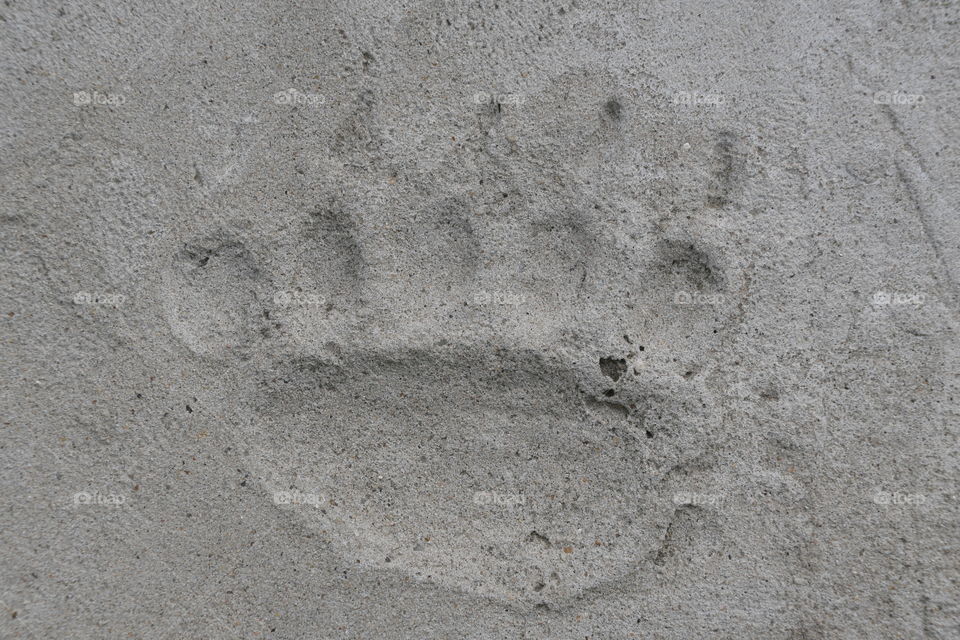 bear pawprint