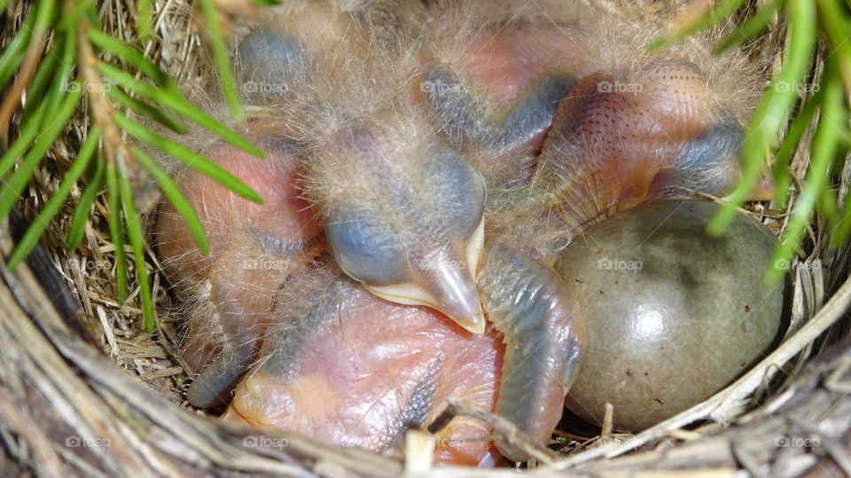 chicks and an egg in the nest, birds of Russia, birds of the Urals