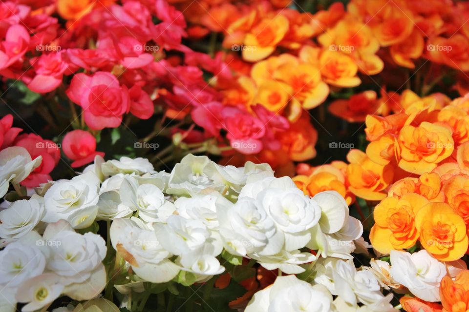Colourful flowers background.