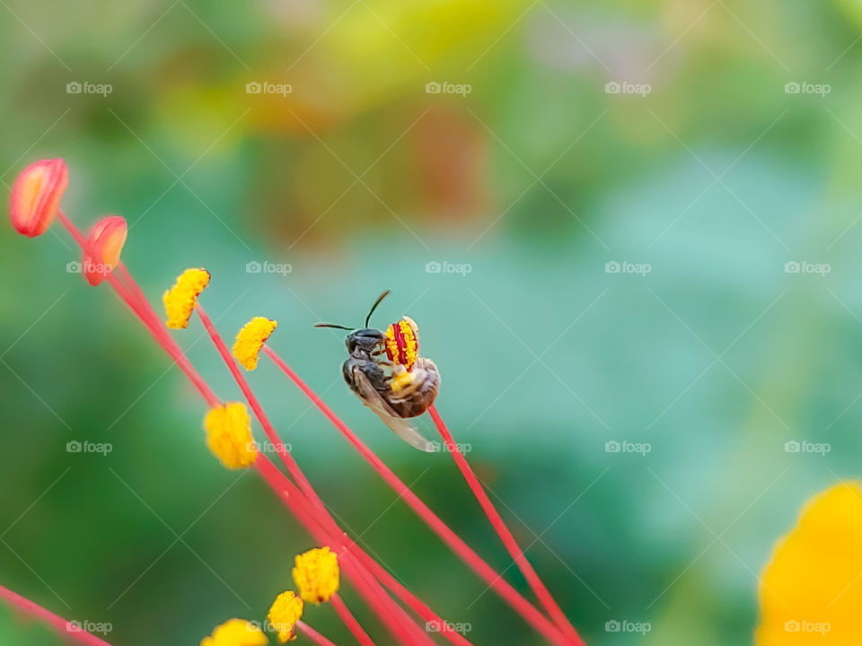 Bright and colorful closeup of a tiny black bee pollinating pride of Barbado's flower stamens with beautiful and colorful bokeh in the background.