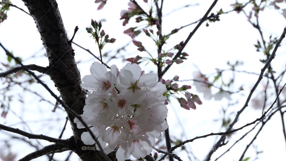 White Spring flowers