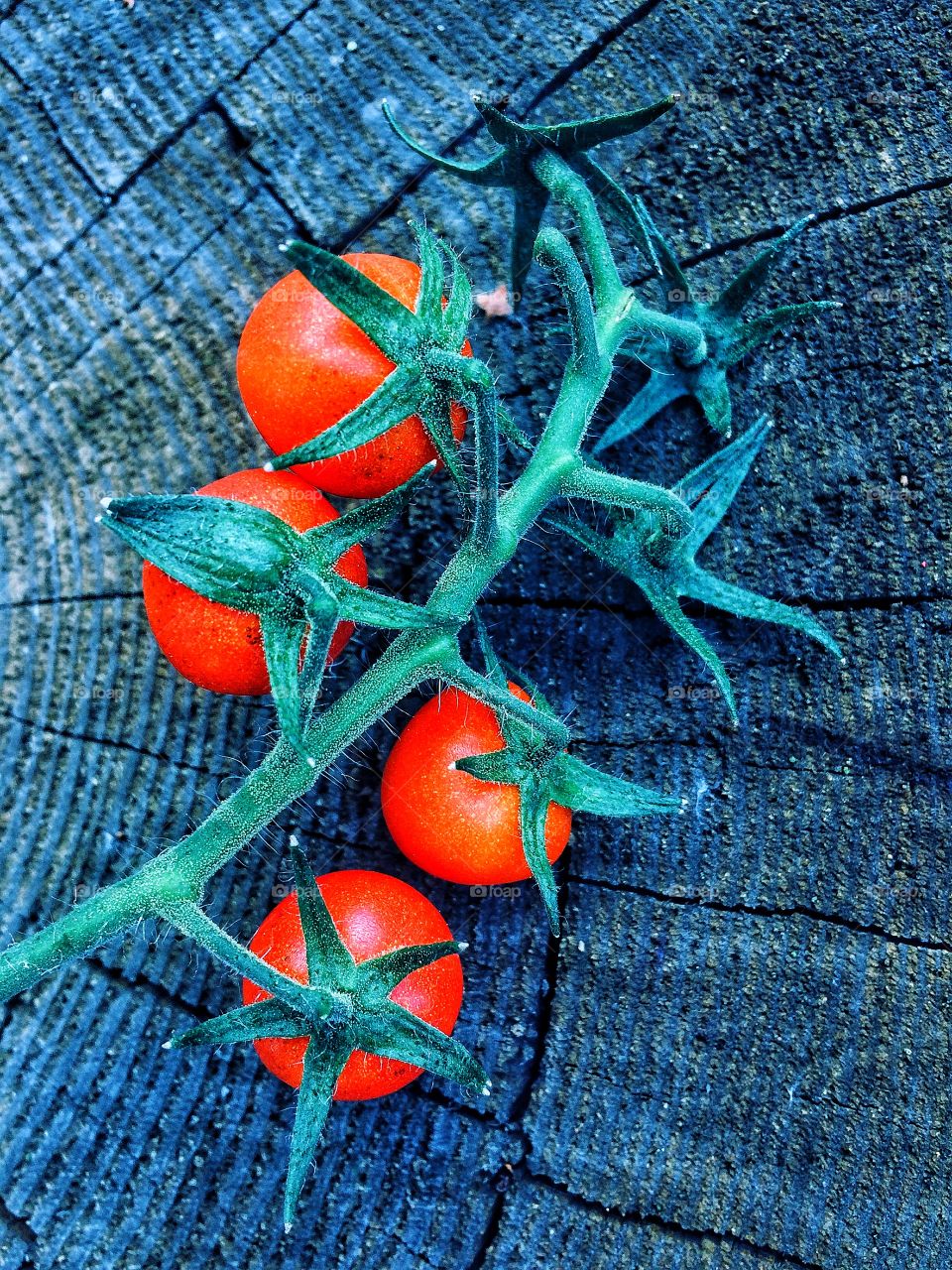 Red tomatoes background 