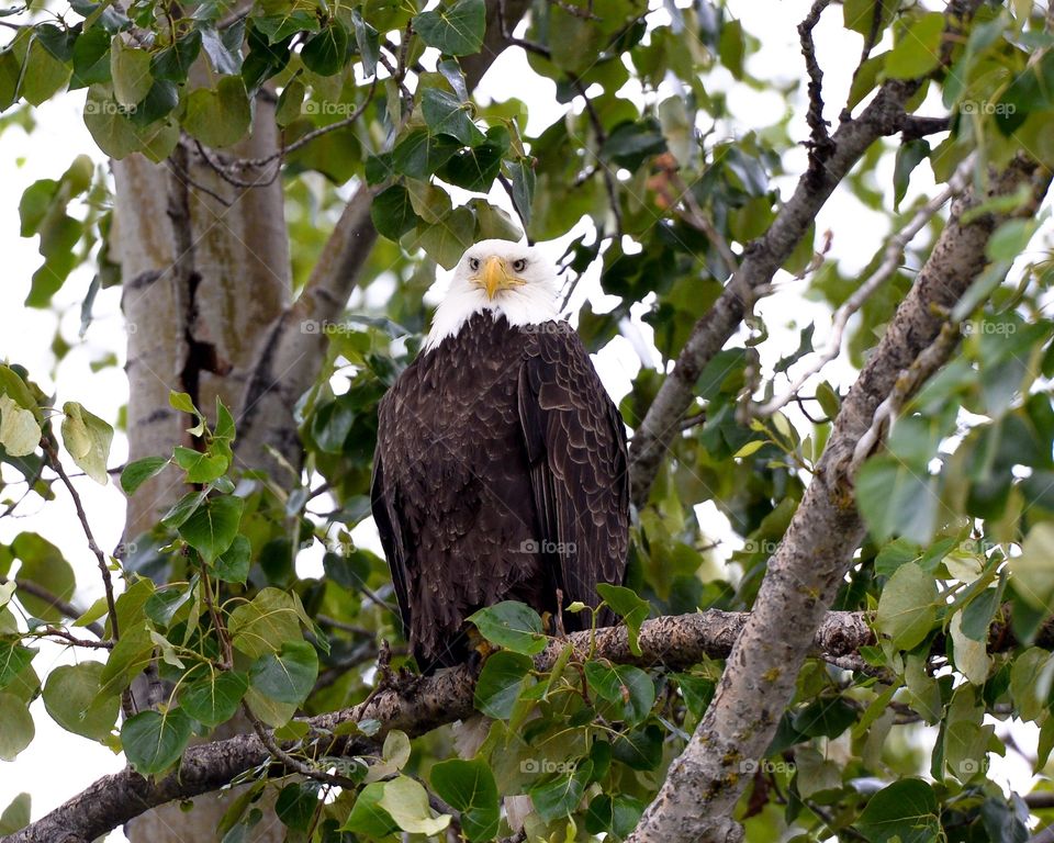 Looking up in the tree