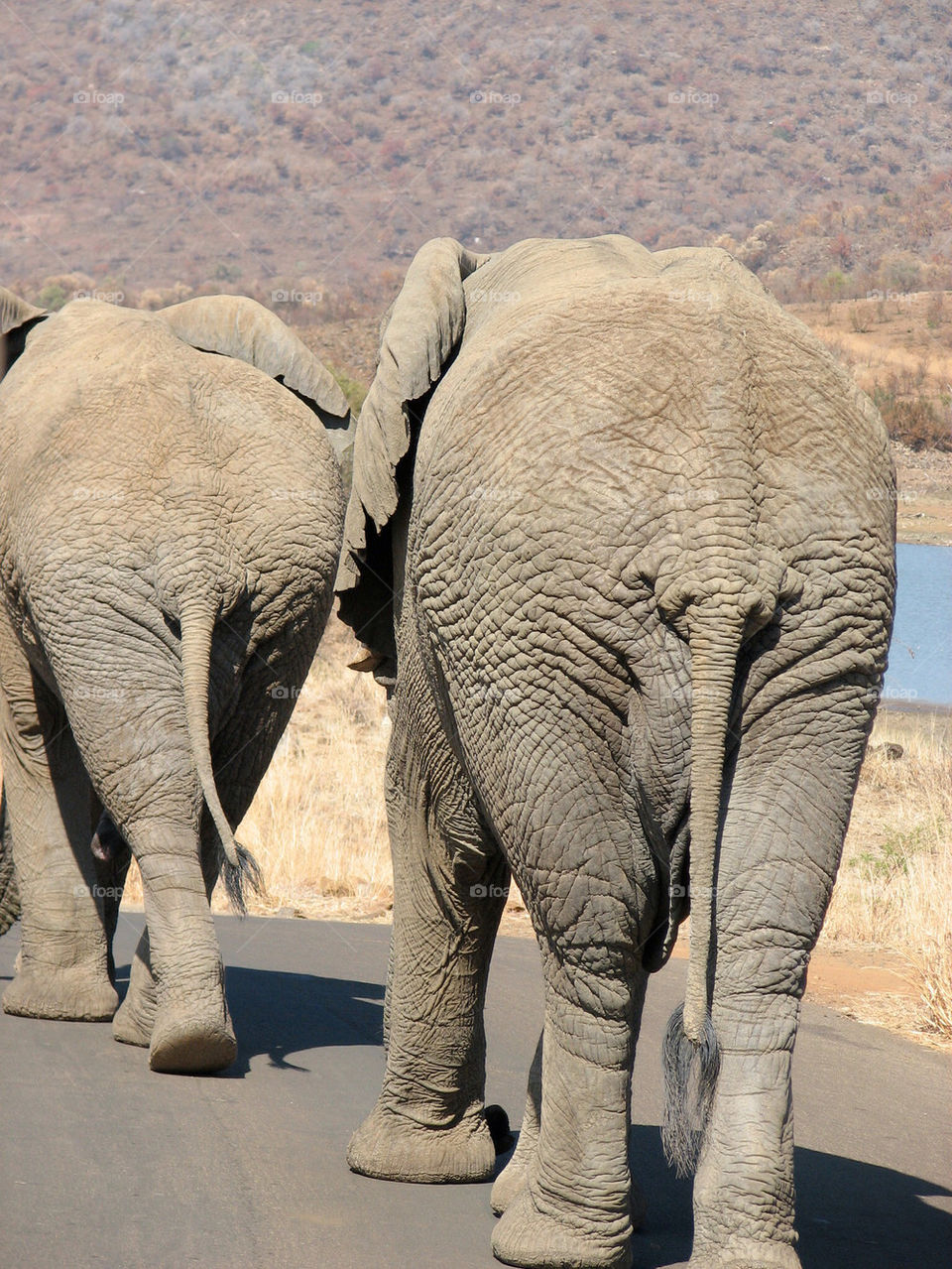 elephant safari by gatordukie
