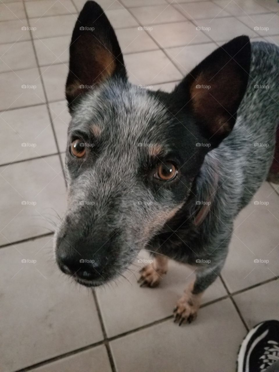 Bleu the Wildchild blue heeler who wont leave his mommys side begging for food and attention