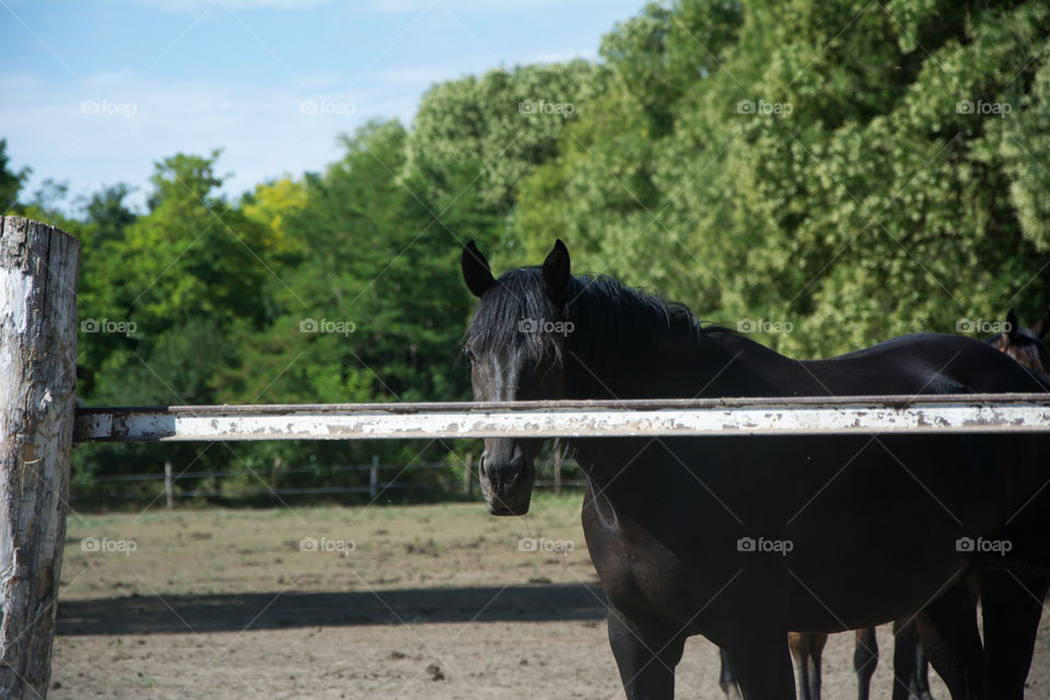 Horse on a farm.Sun and nature