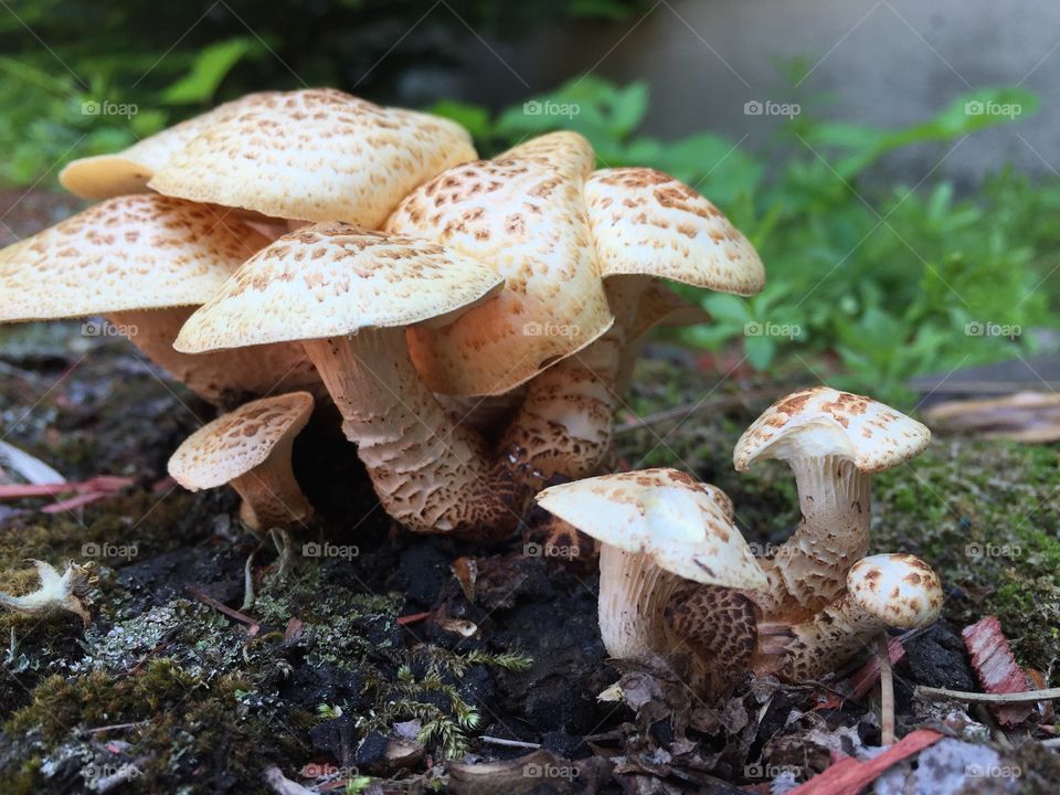 Yellow mushroom cluster