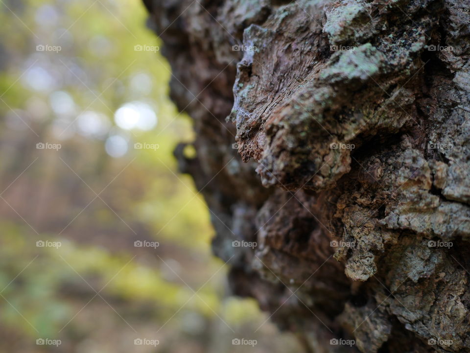 Close-up tree trunk