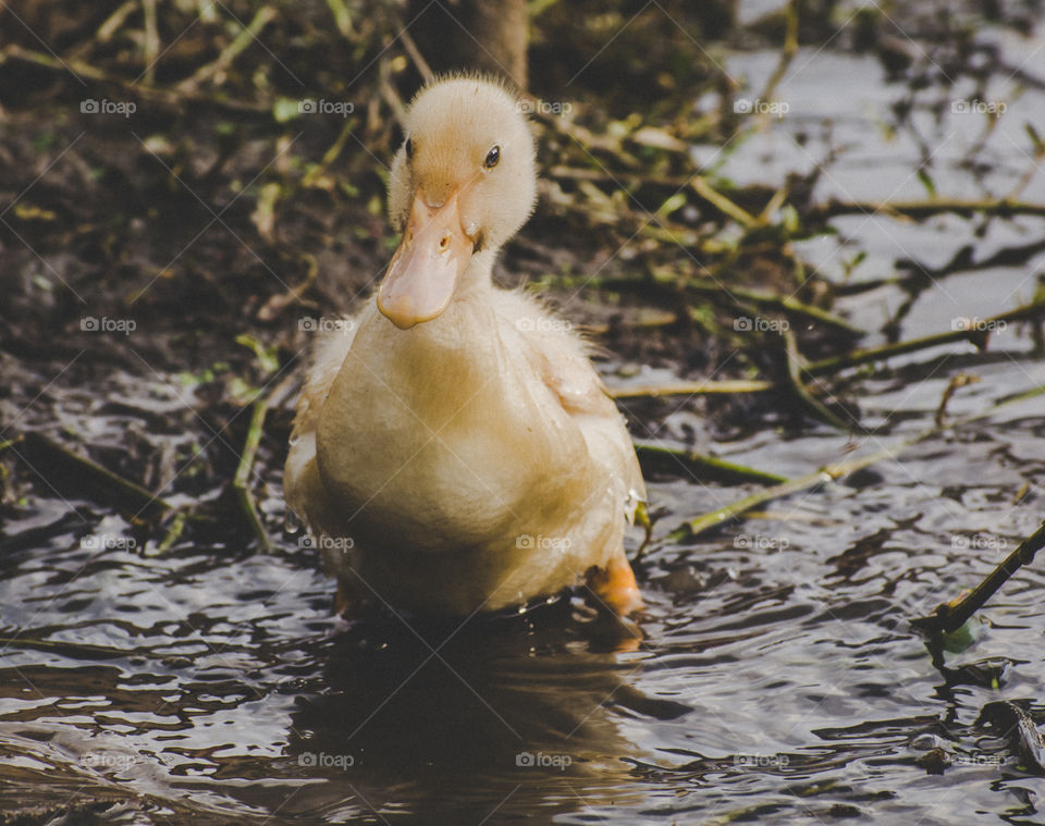 Cute little duckling playing on water