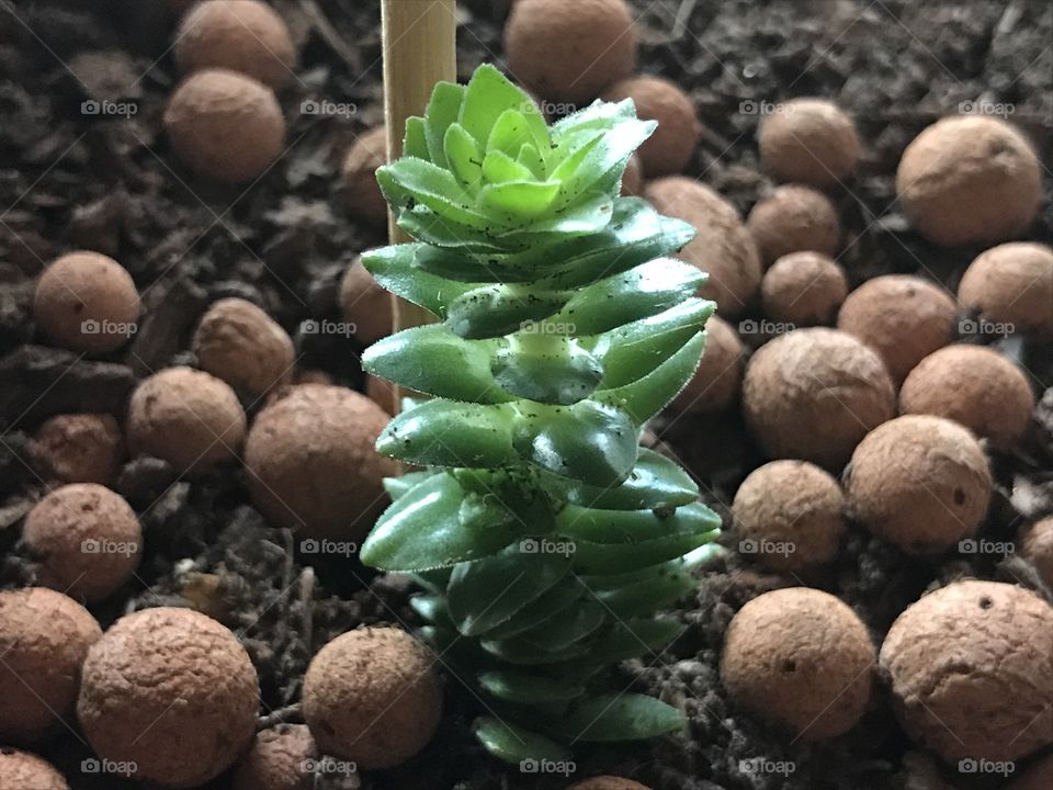 Crassula 
