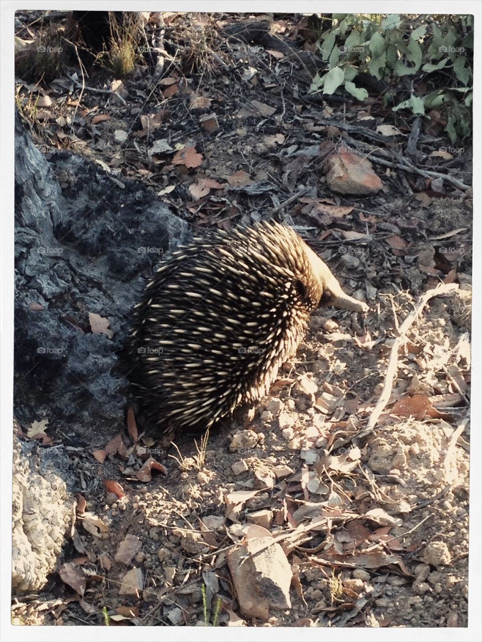 Echidna