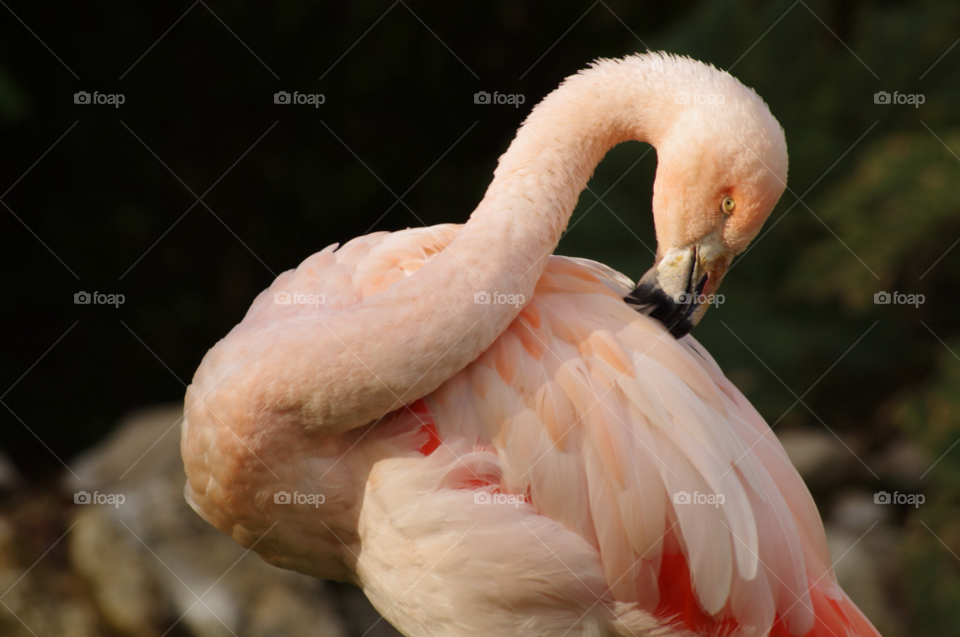 pink family bird zoo by gaillewisbraznell