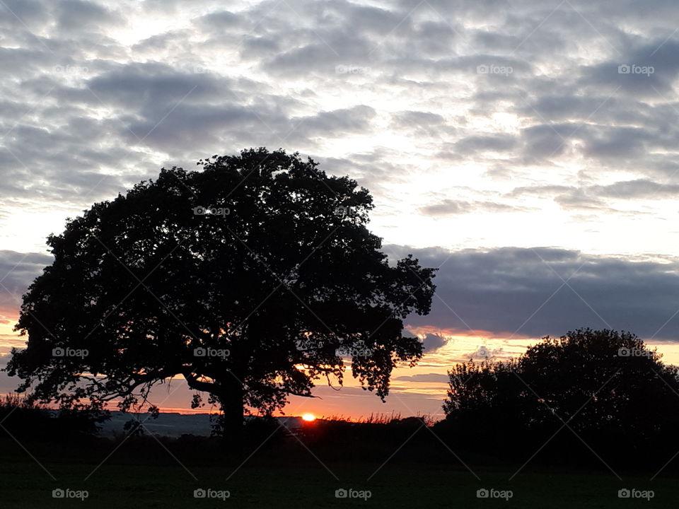 Tree, Sunset, Dawn, No Person, Landscape