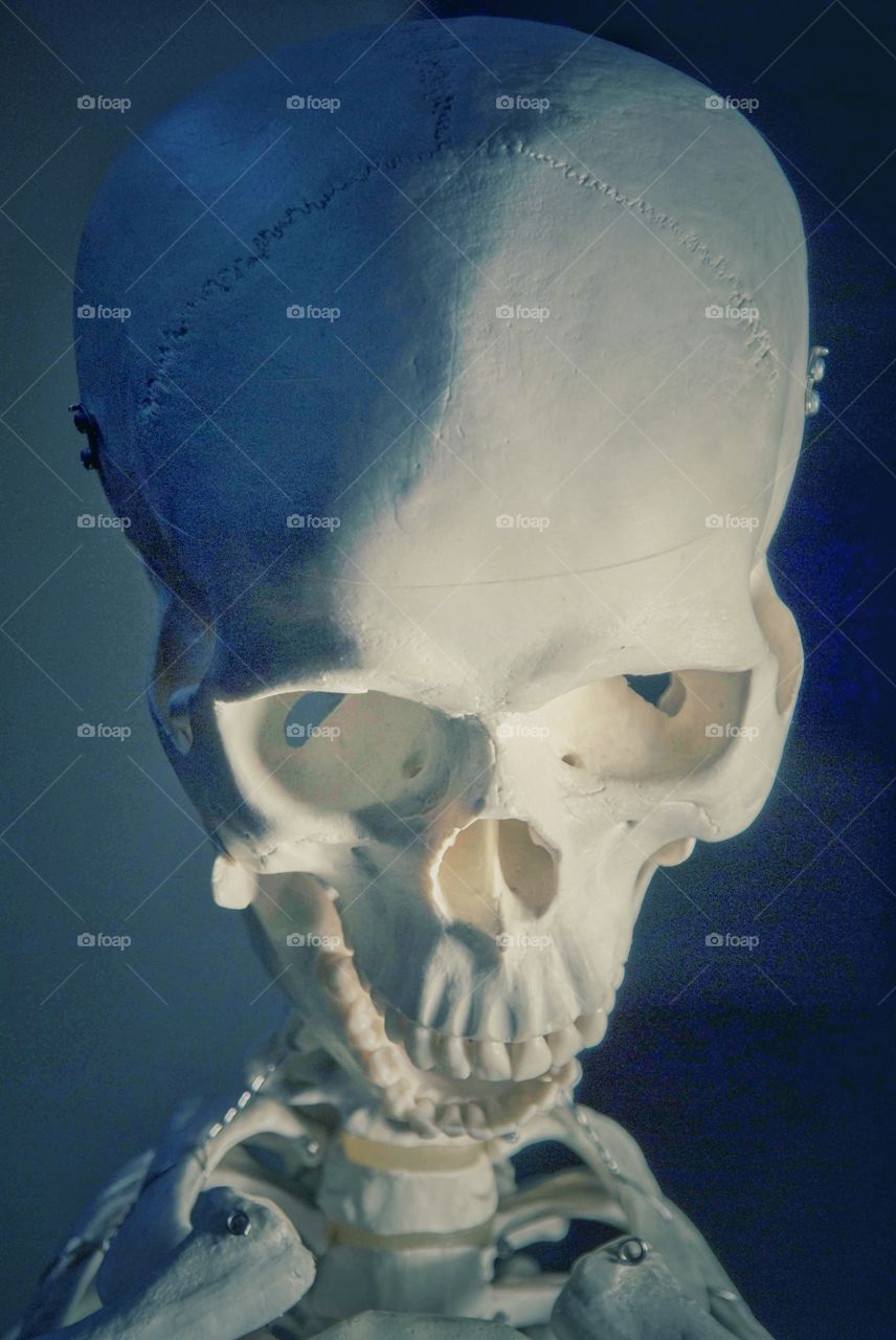 Skull. Skeleton