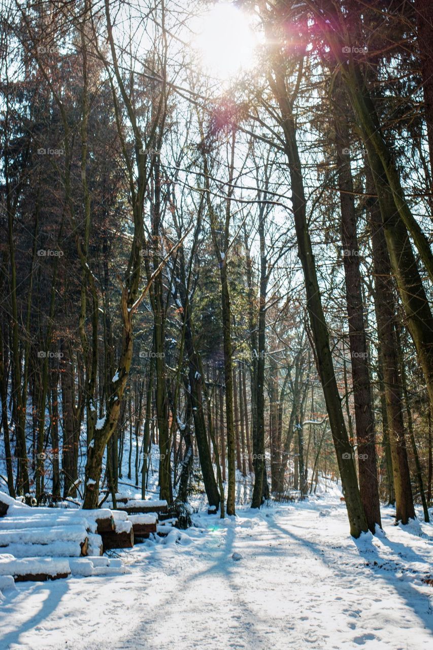 Hiking through the woods 