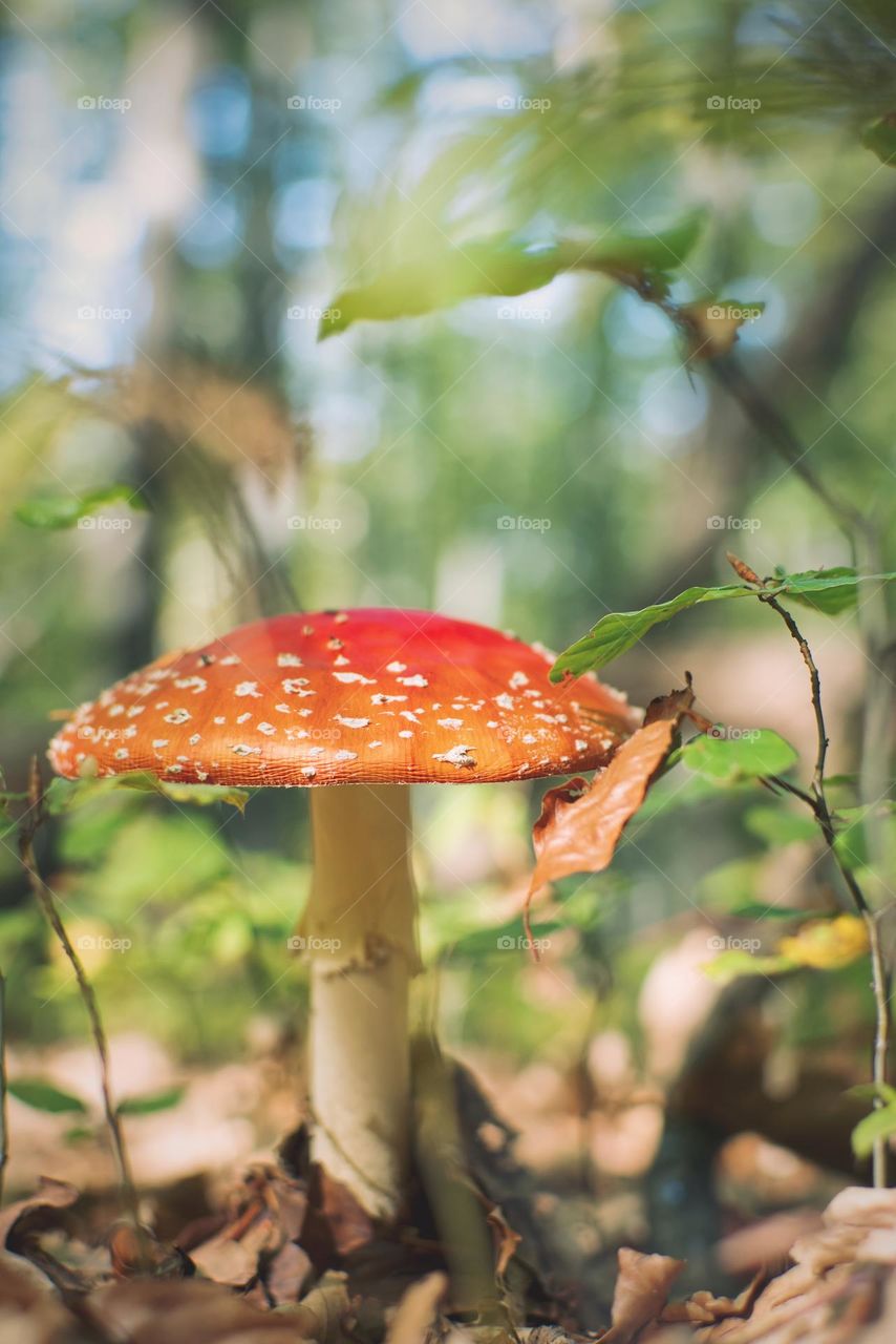 Red mushroom in the forest